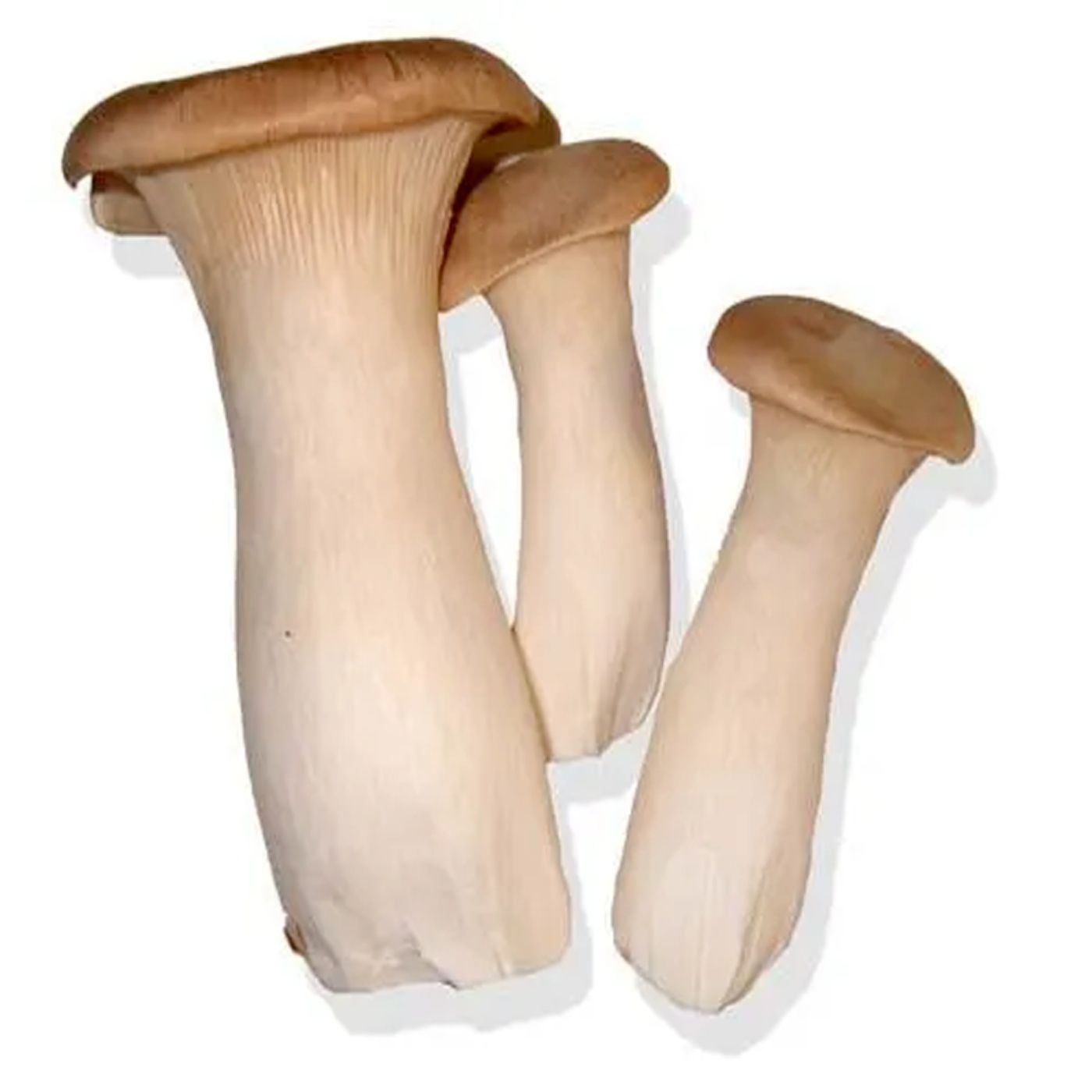 King Oyster Mushroom