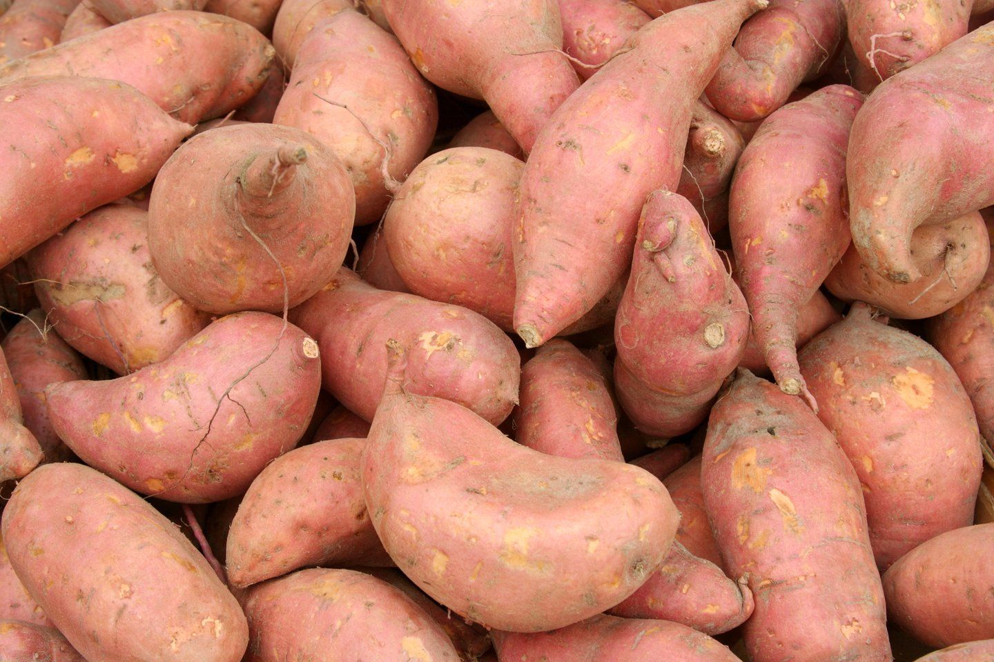 Sweet Potato Medium