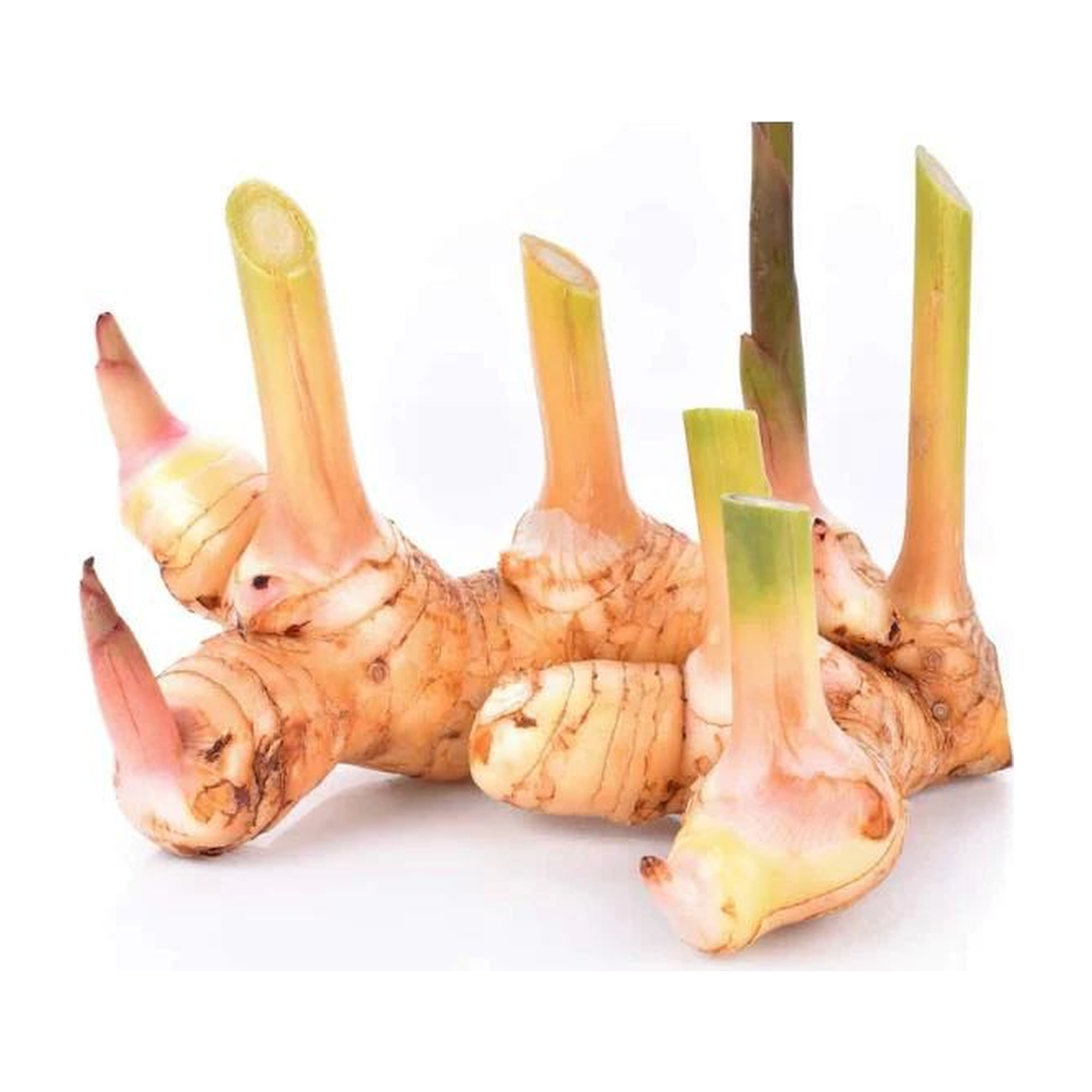 Galanga