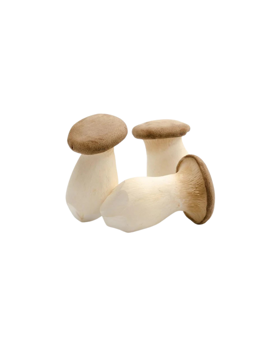 King oyster mushroom