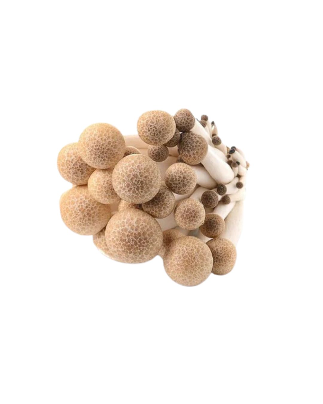 Brown-shimeji-mushroom