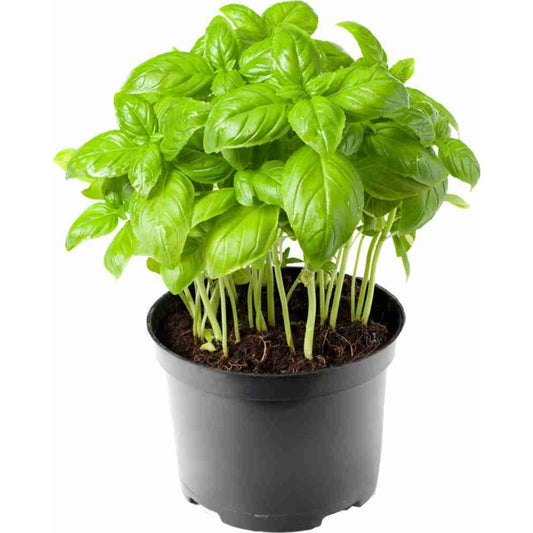 Basil Pot,