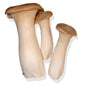King Oyster Mushroom