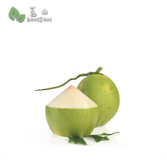 coconut jelly thailand 300-350g