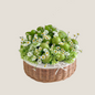 Green Apples and Grapes Basket