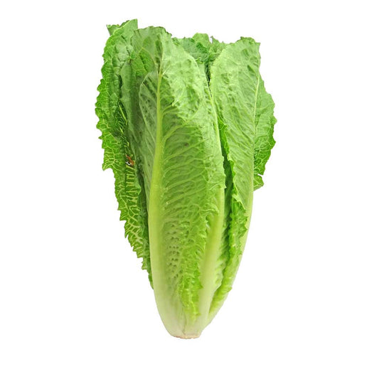 Lettuce Iceberg Spain