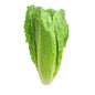 Lettuce Iceberg Spain