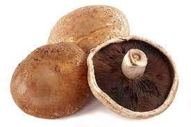 Mushroom Portabella Holland