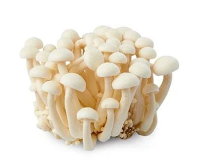 White Mushroom Shimeji,