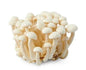 White Mushroom Shimeji,