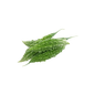 Bitter Gourd