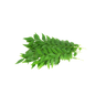 Curry Leaves - 1 pack