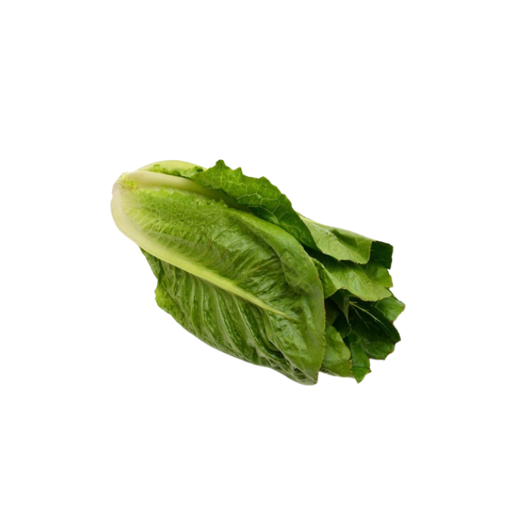 Lettuce - Iran