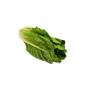 Lettuce - Iran