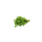 Parsley - UAE