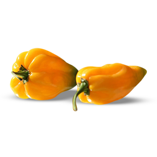 Yellow Habanero Holland