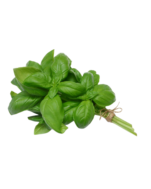 basil pot