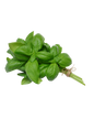 basil pot