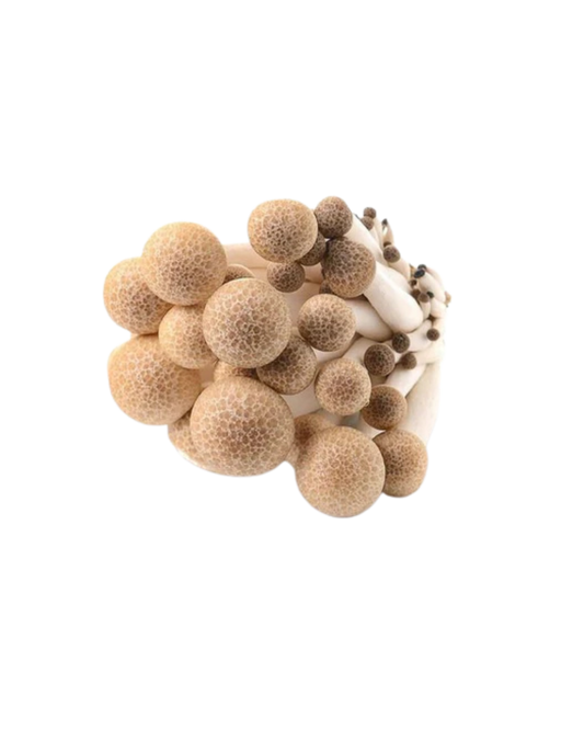 Brown-shimeji-mushroom