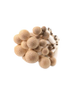 Brown-shimeji-mushroom